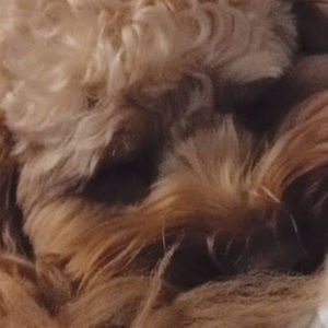 Meet your Posher, Addison